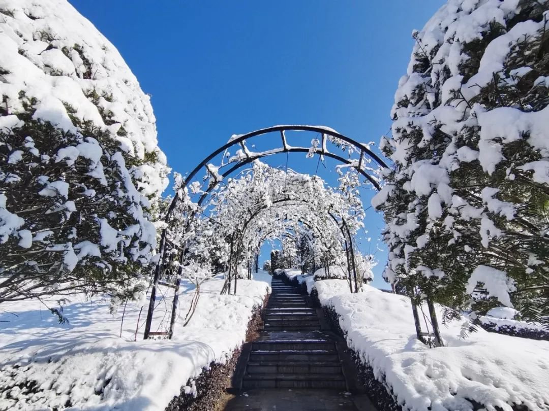 雪落玉龙，三冬含暖。