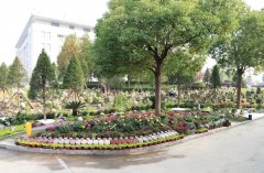 以树为碑：生命的另一种生长